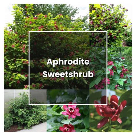 aphrodite_sweet|How to Grow Aphrodite Sweetshrub